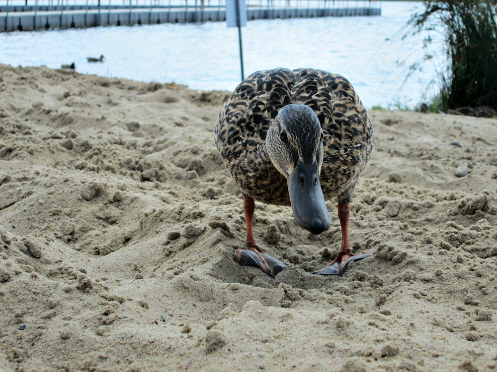 Duck.