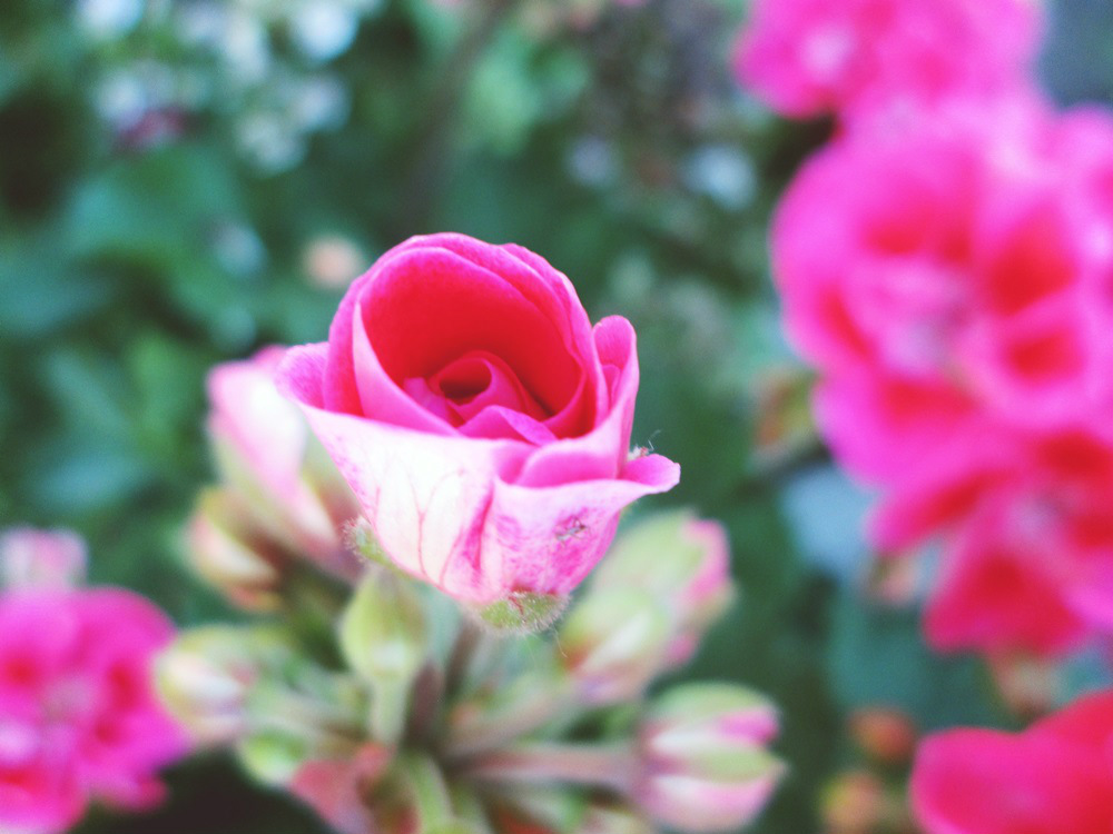 Pink.