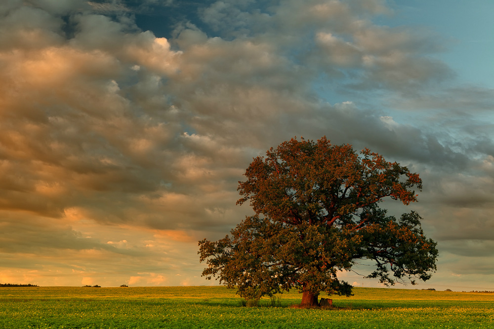 The old oak