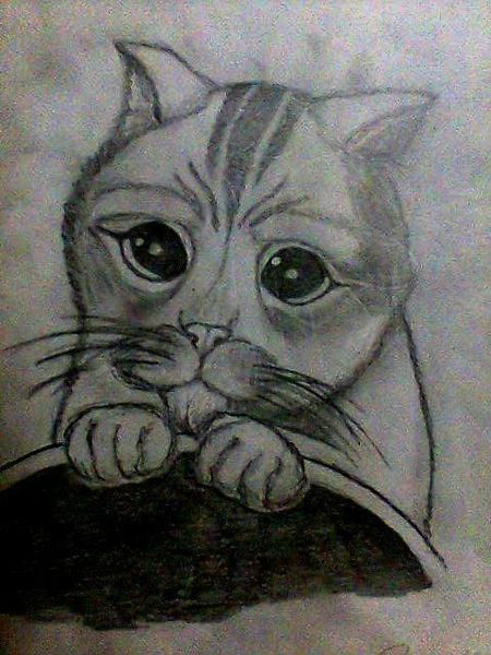 Kotek :D
