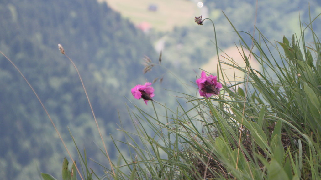 Pieniny