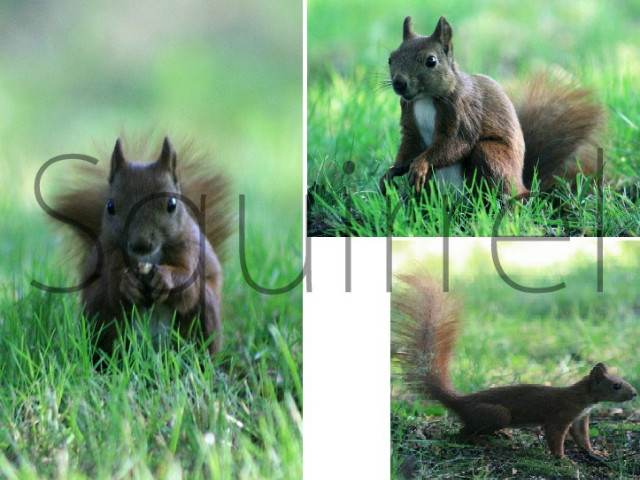 Squirrel : )