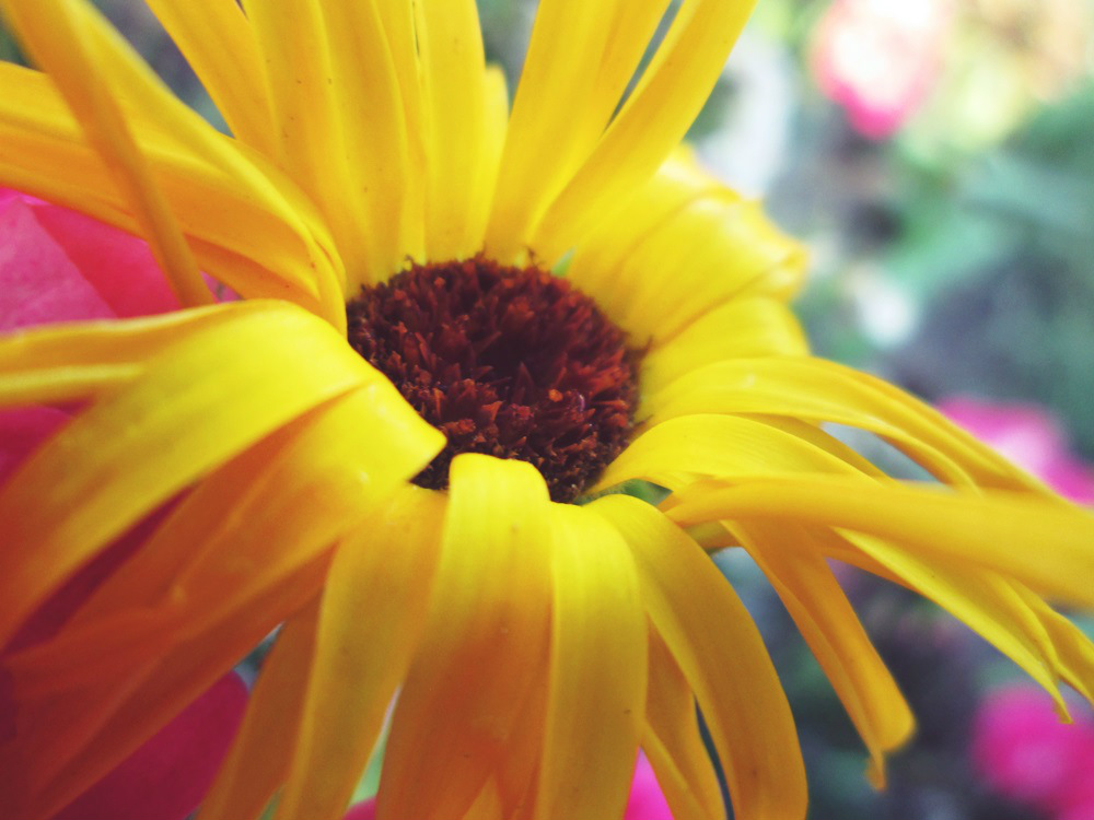 Sunshine babe.