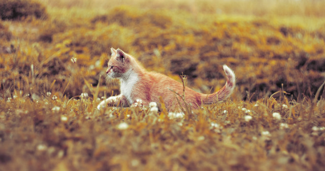 little tiger ;) 