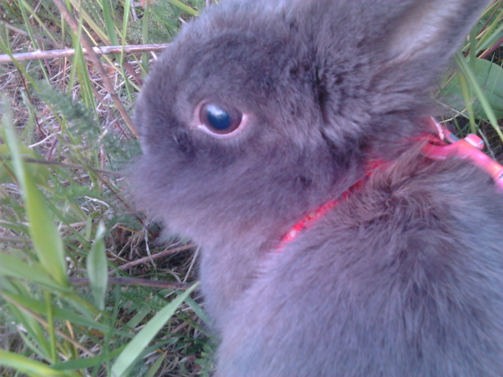 Krlicek :D