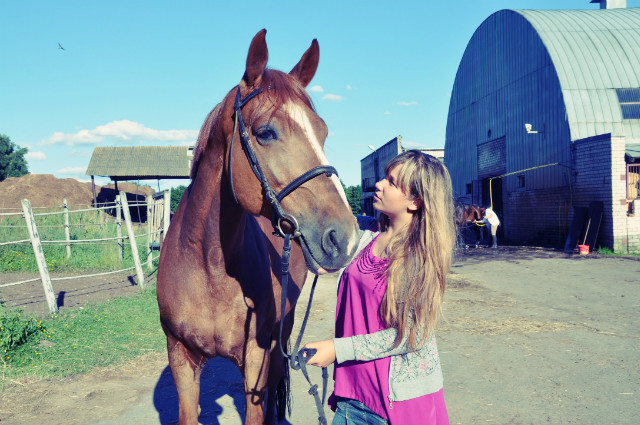 Horse