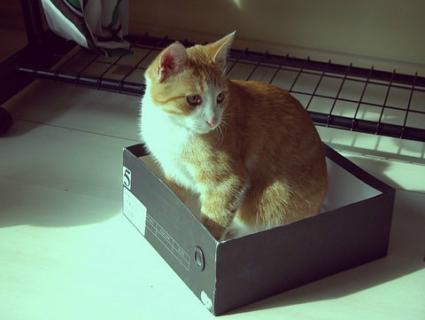 Cats diary: I was in a box.
