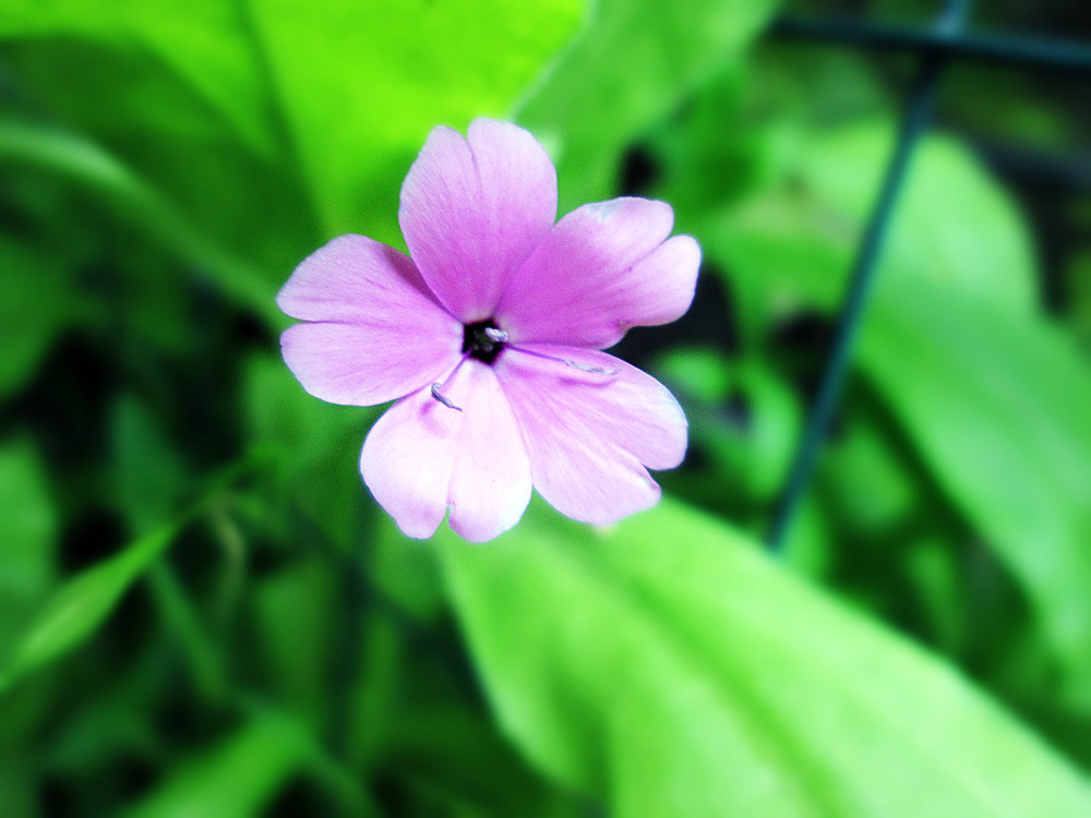 violet.