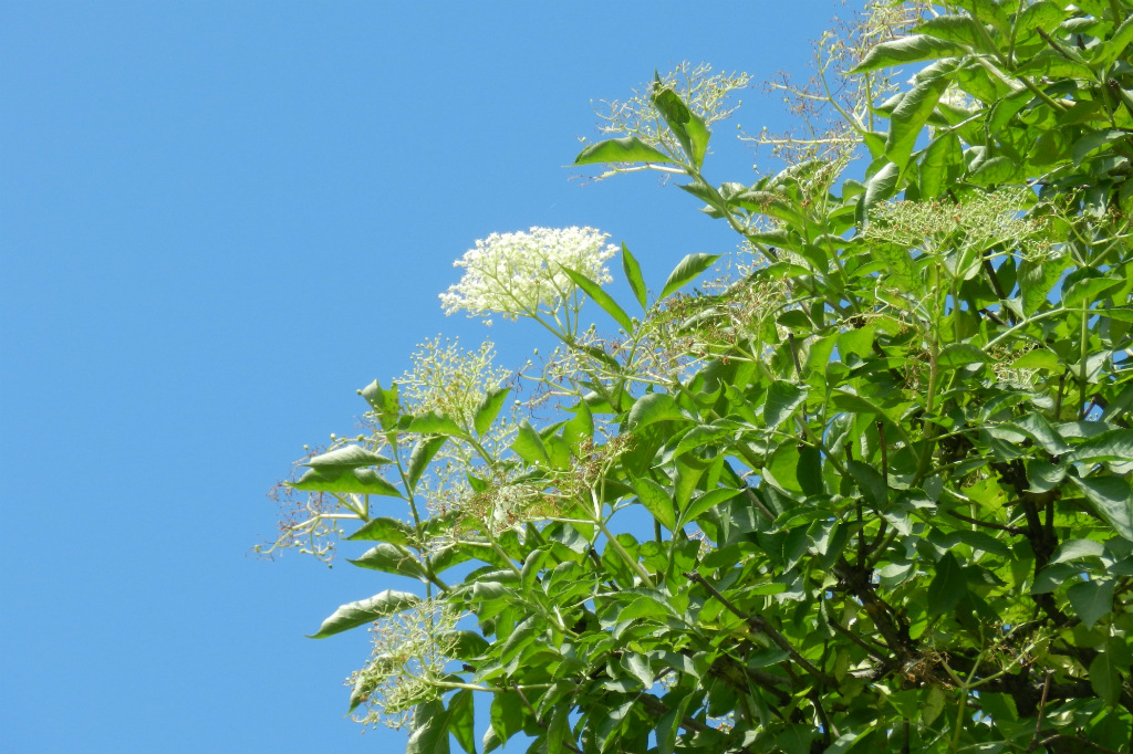 czarny bez