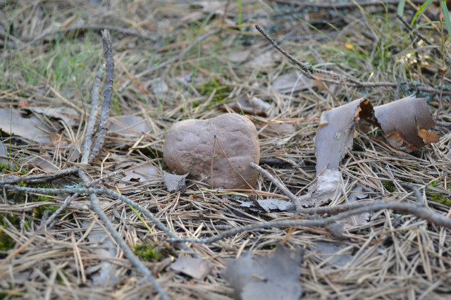 Skamieniae serce