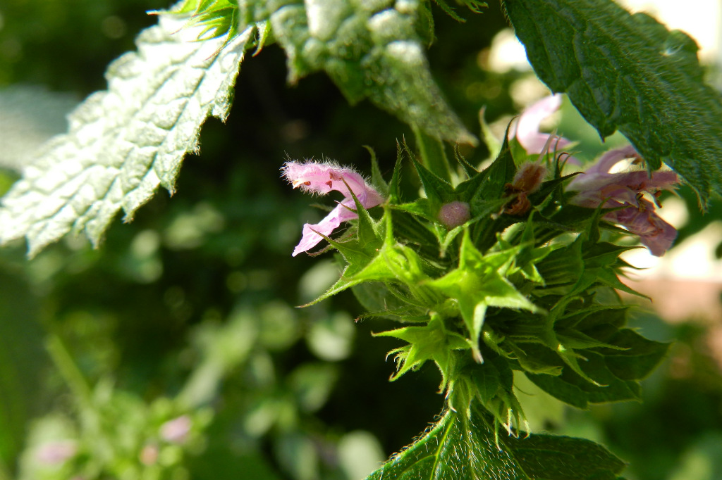 jasnota purpurowa