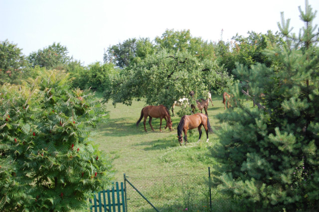 Lato w Stajni Lipce