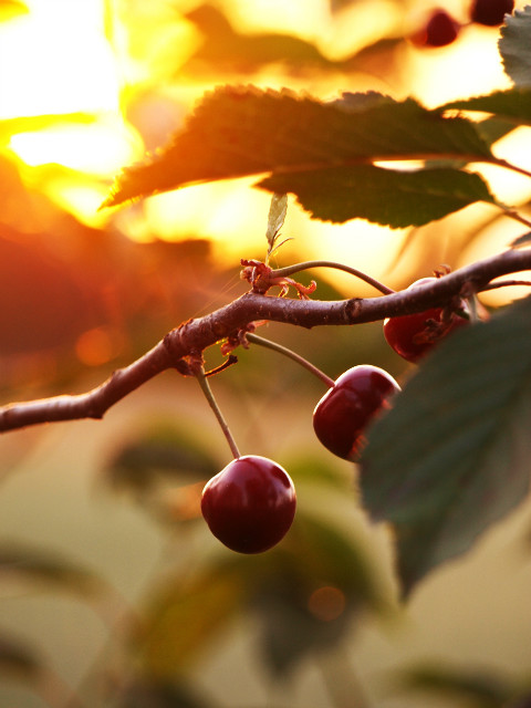 cherries