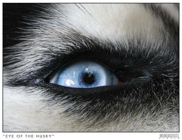 Husky