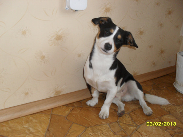 GUCIO