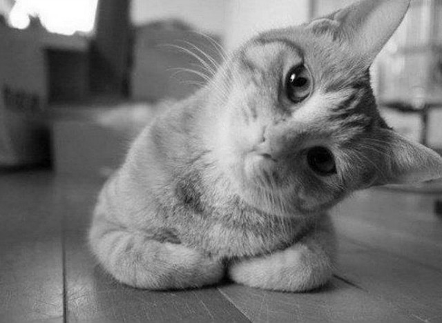Kotecek.!:D