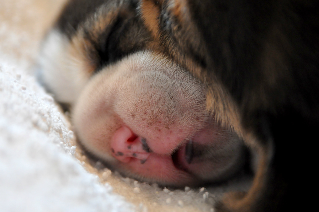 Beagle