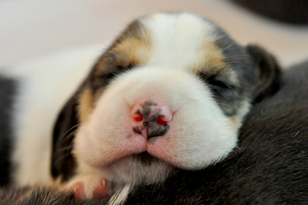 Beagle