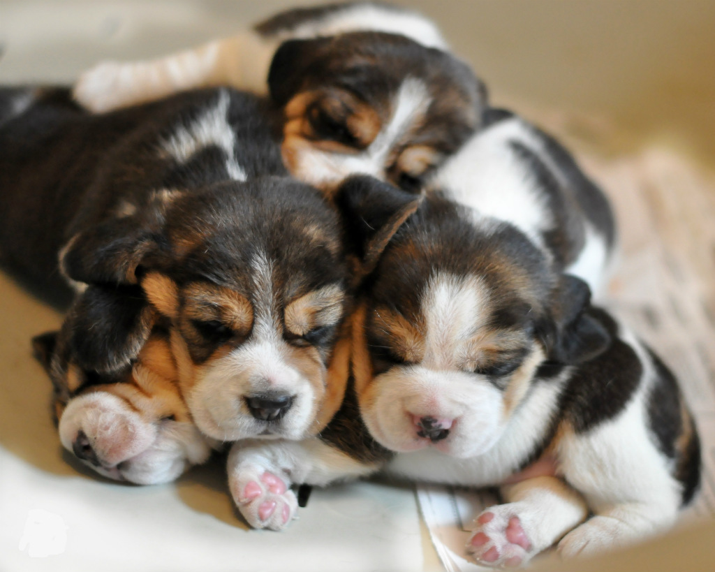 Beagle