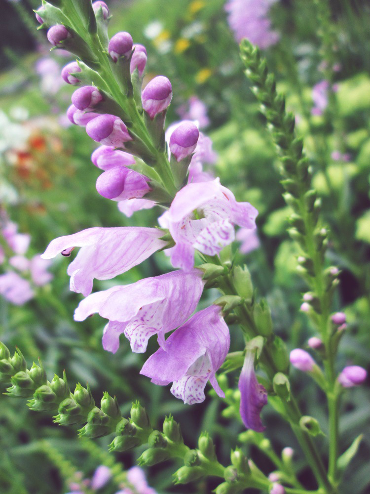 Violet bells.