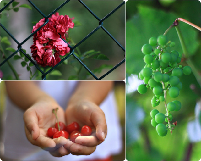 garden.