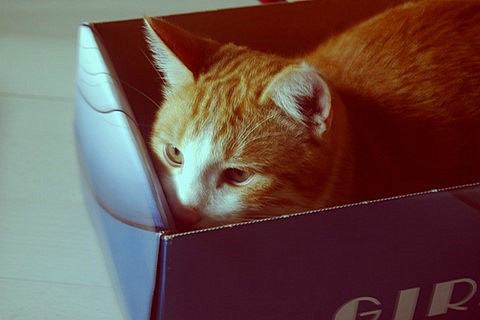 Cats diary: The best spy.