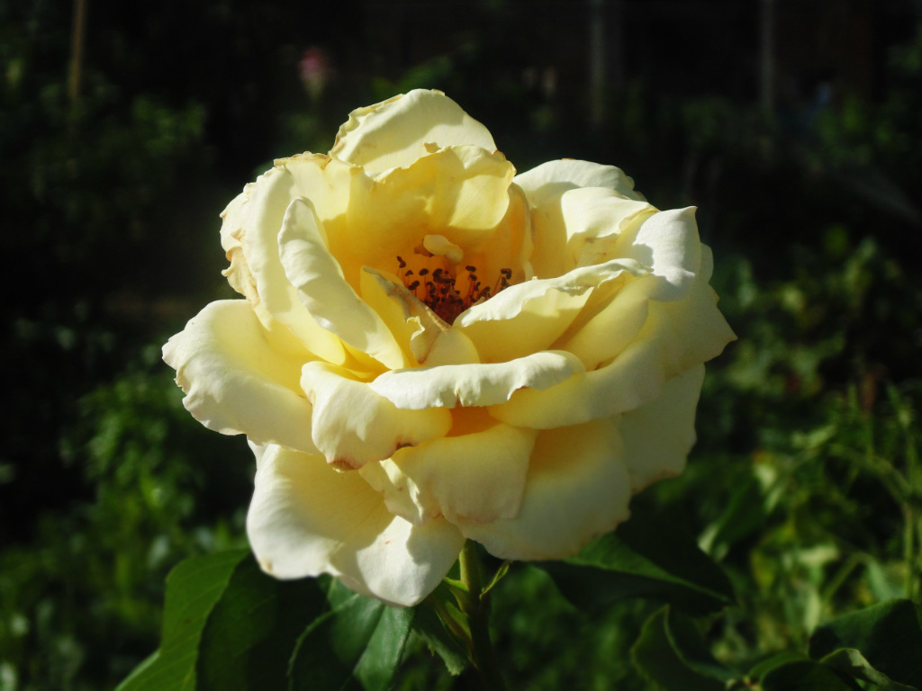 flower :)