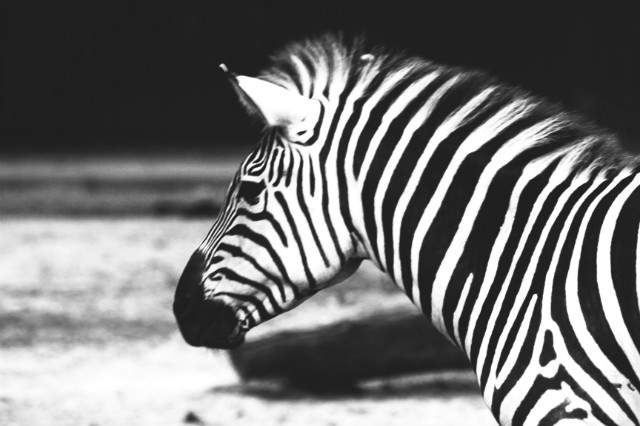 zebra