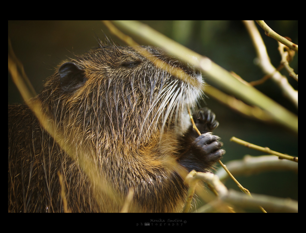 Nutria.