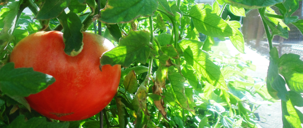 pomidorek