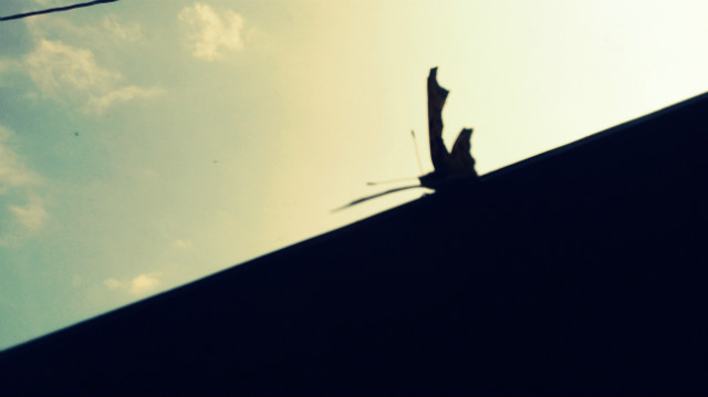 butterfly