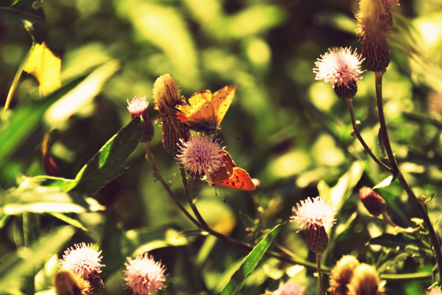 fly #2