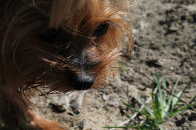 Piesekk.:**