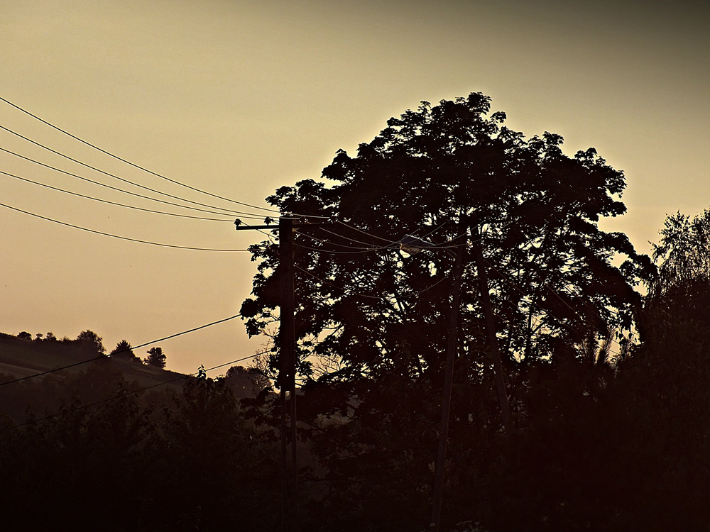 tree in background.