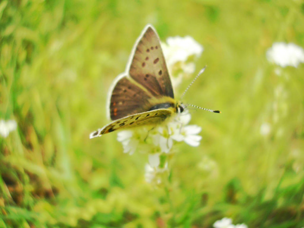 motyl. :) 