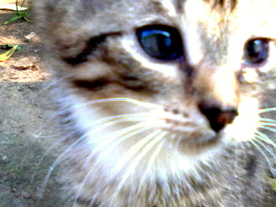 Meow