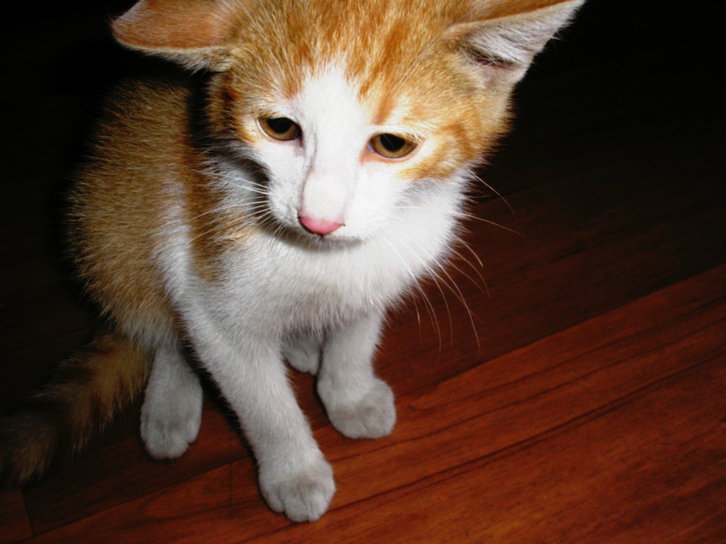 mj kotek :) 