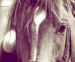 Horse is my life &#9829;