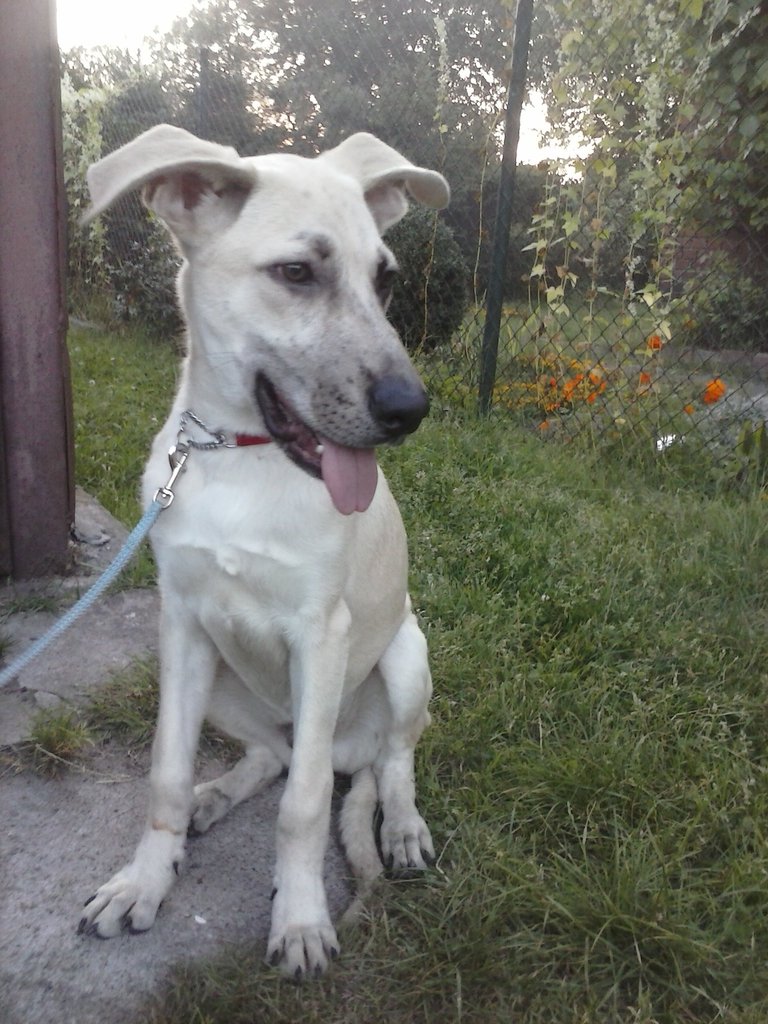 Dasco 