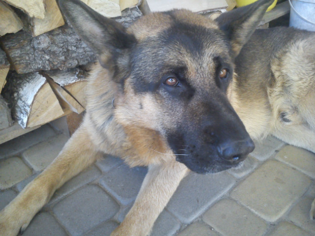 Gorco nam! xD