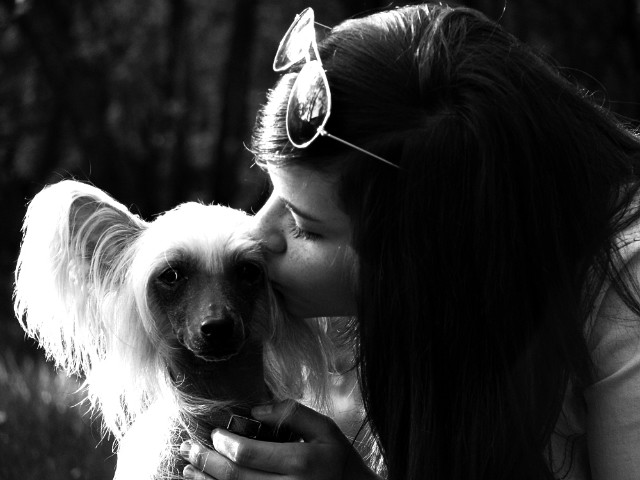 Chinese Crested Dog 