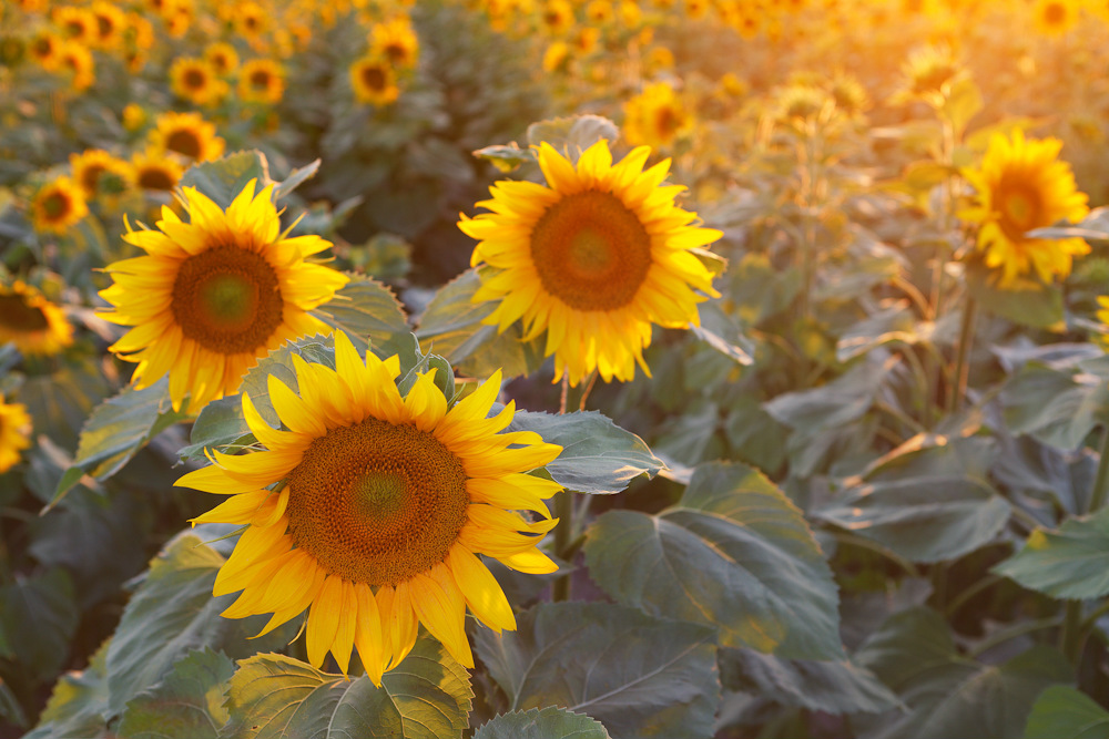 sunflowers