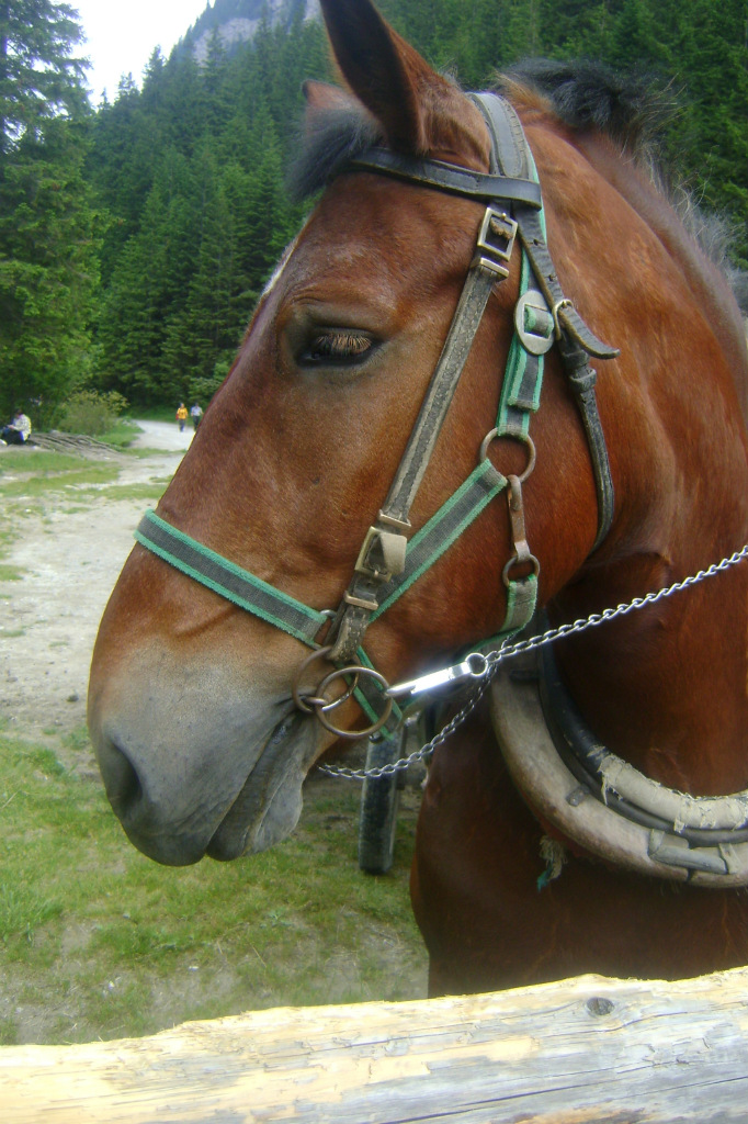KONIK