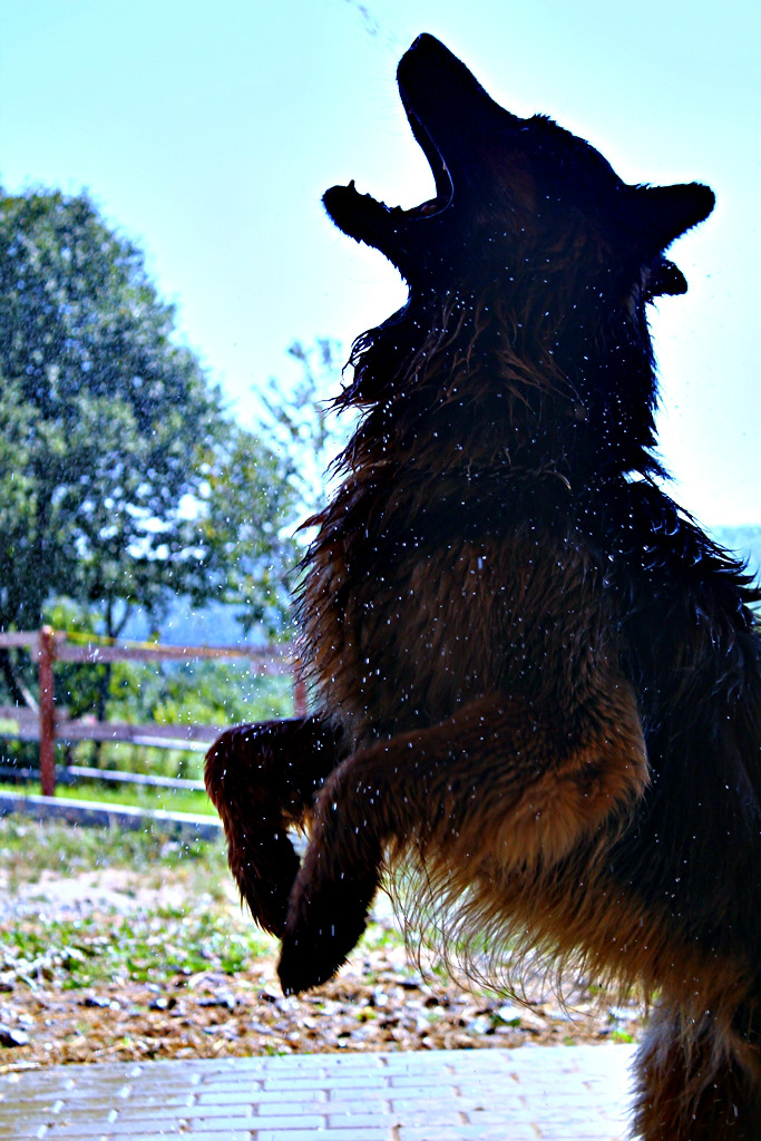 Rysiu