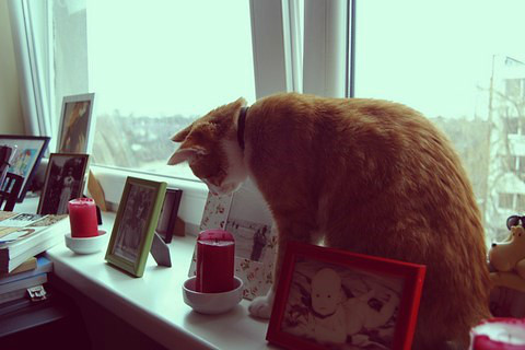 Cats diary: I'm little, red boy.