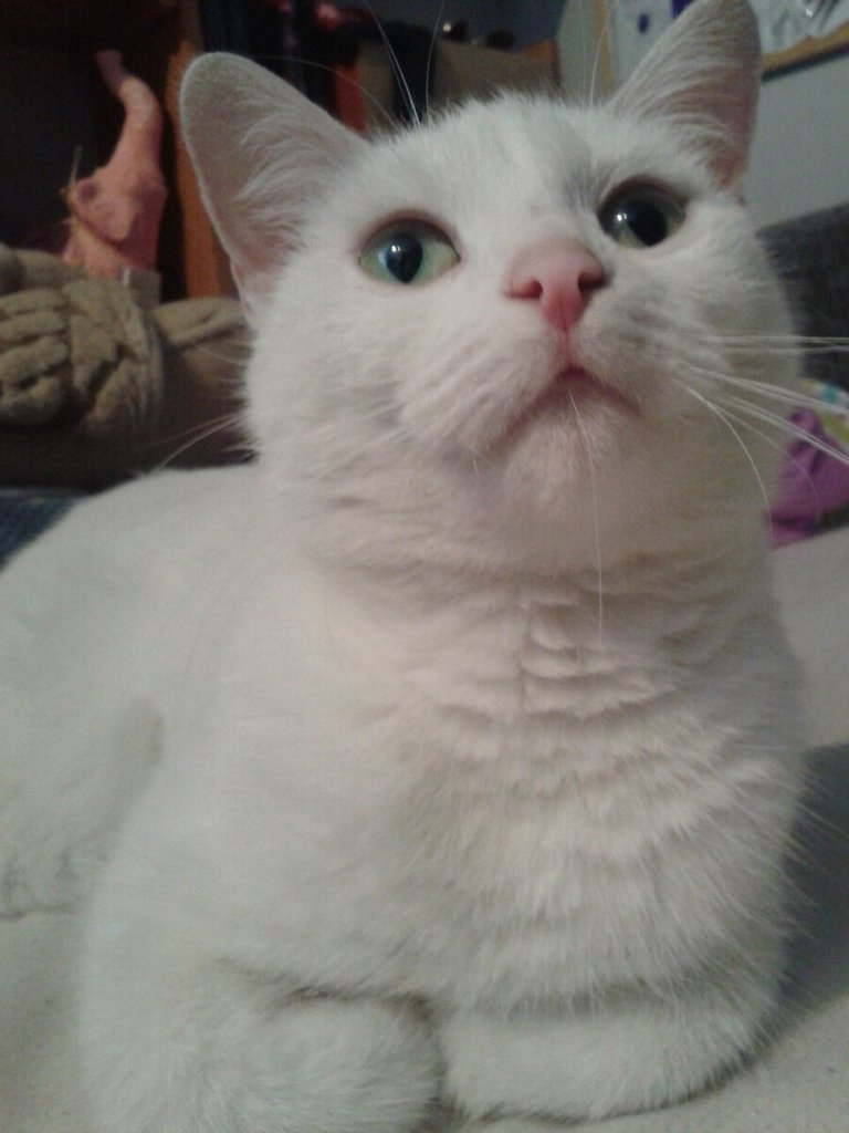 kicia