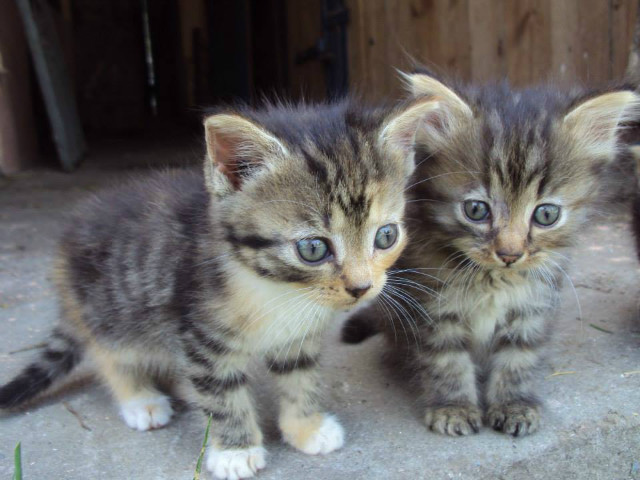 Sodziusie :***** 