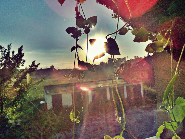 fussia
