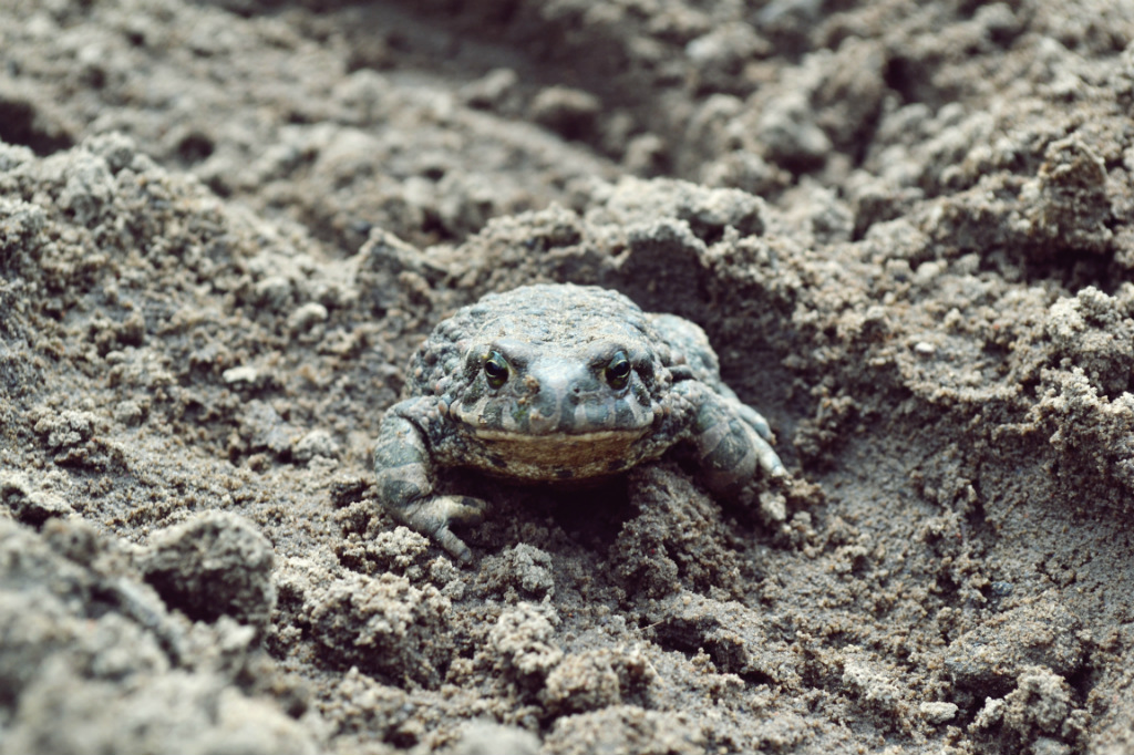 frog