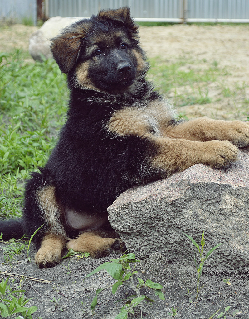 Derka